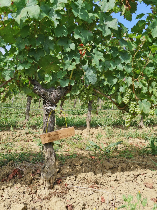 Виноградник на урожай